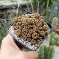Sulcorebutia steinbachii v. tintinensis HS 057