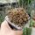 Sulcorebutia steinbachii v. tintinensis HS 057