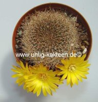 Sulcorebutia menesesii sensu Ritter FR 775