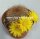 Sulcorebutia menesesii sensu Ritter FR 775