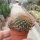 Sulcorebutia menesesii sensu Ritter FR 775