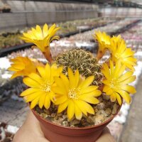 Sulcorebutia menesesii v. kamiensis HS 188