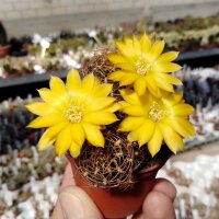 Sulcorebutia menesesii v. kamiensis HS 188
