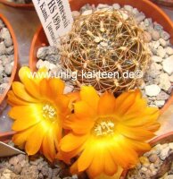 Sulcorebutia menesesii v. kamiensis HS 189a