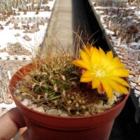 Sulcorebutia menesesii v. kamiensis HS 189a