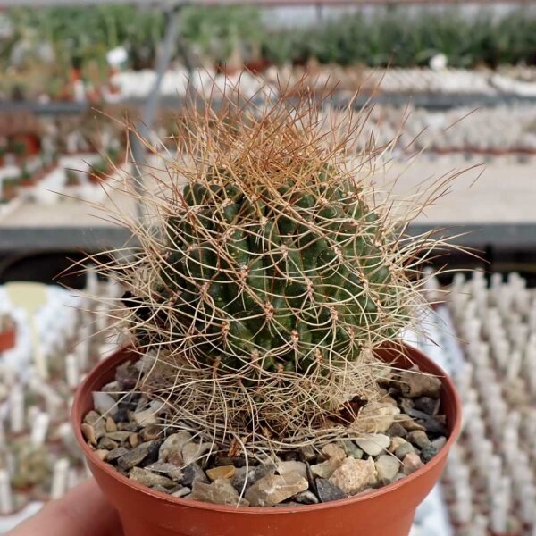 Sulcorebutia menesesii v. kamiensis L 974