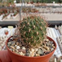 Sulcorebutia menesesii v. kamiensis L 974