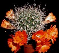 Sulcorebutia menesesii v. kamiensis L 974