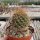 Sulcorebutia menesesii v. kamiensis L 974