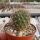 Sulcorebutia menesesii v. kamiensis L 974