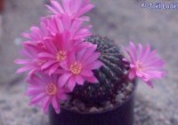 Sulcorebutia mentosa