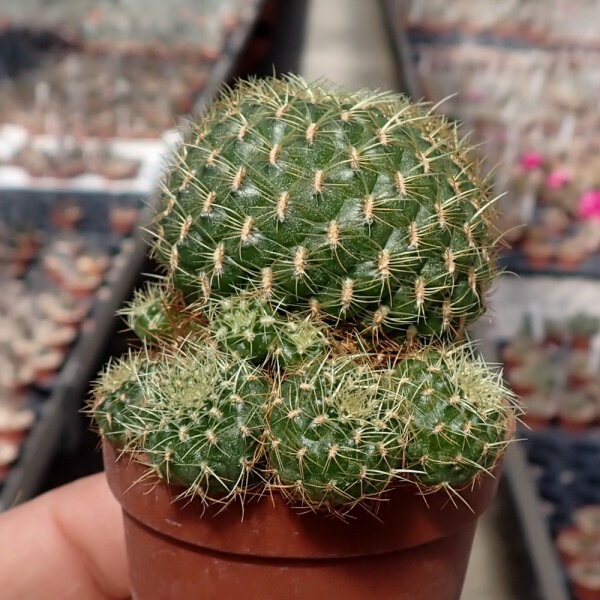 Sulcorebutia mentosa cv. aureispina