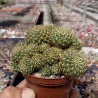 Sulcorebutia mentosa cv. aureispina
