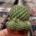 Sulcorebutia mentosa cv. aureispina