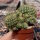Sulcorebutia mentosa cv. aureispina