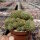 Sulcorebutia mentosa cv. aureispina