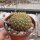 Sulcorebutia mentosa cv. aureispina