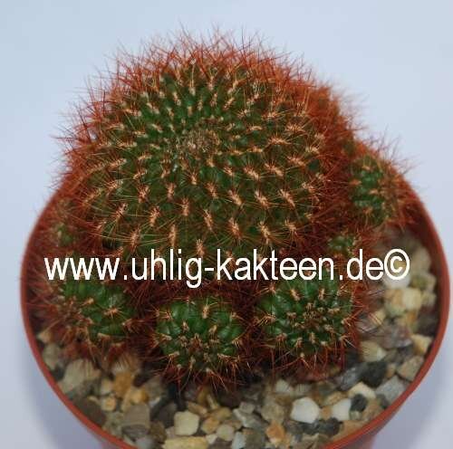Sulcorebutia mentosa cv. brunispina HS 048
