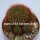Sulcorebutia mentosa cv. brunispina HS 048