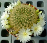 Sulcorebutia mentosa cv. flavispina HS 048