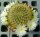 Sulcorebutia mentosa cv. flavispina HS 048