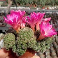Sulcorebutia mizquensis WR 194