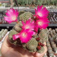 Sulcorebutia mizquensis WR 194