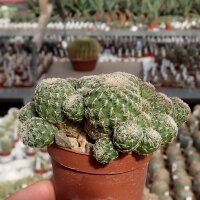 Sulcorebutia mizquensis WR 194