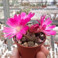 Sulcorebutia mizquensis WR 194