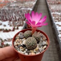 Sulcorebutia mizquensis WR 194