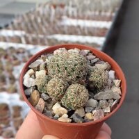 Sulcorebutia mizquensis WR 194