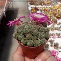 Sulcorebutia mizquensis WR 194