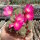 Sulcorebutia mizquensis WR 194