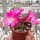 Sulcorebutia mizquensis WR 194