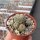 Sulcorebutia mizquensis WR 194