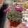 Sulcorebutia mizquensis WR 194