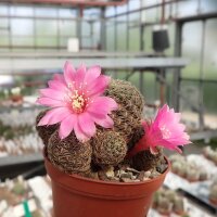 Sulcorebutia mojocoyensis VZ 203