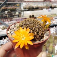 Sulcorebutia muschii WR 607