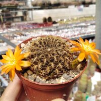 Sulcorebutia muschii WR 607