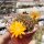 Sulcorebutia muschii WR 607