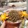 Sulcorebutia muschii WR 607