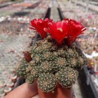 Sulcorebutia oenantha WR 465