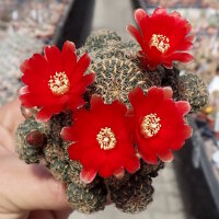 Sulcorebutia oenantha WR 465
