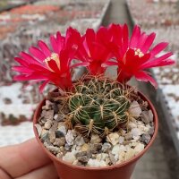 Sulcorebutia oenantha WR 465