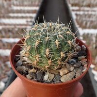 Sulcorebutia oenantha WR 465