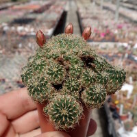 Sulcorebutia oenantha WR 465