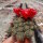 Sulcorebutia oenantha WR 465