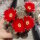Sulcorebutia oenantha WR 465