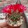 Sulcorebutia oenantha WR 465