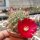 Sulcorebutia oenantha WR 465